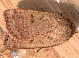 One-dotted Dart